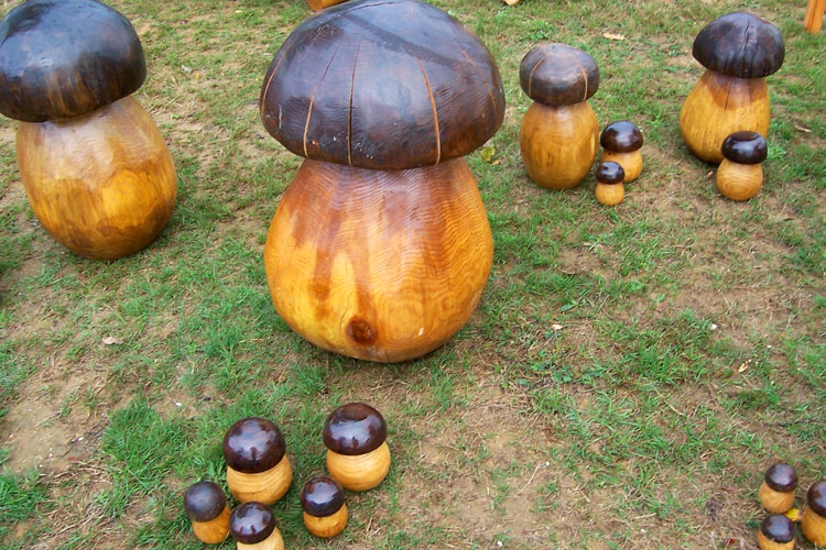 champignons